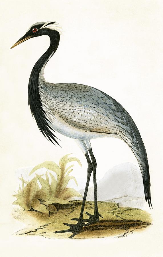 Numidian Crane Painting by English School