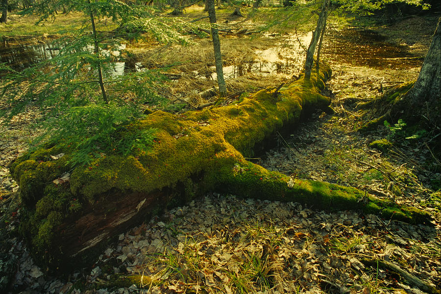 Nurse Log Photograph by Irwin Barrett - Fine Art America