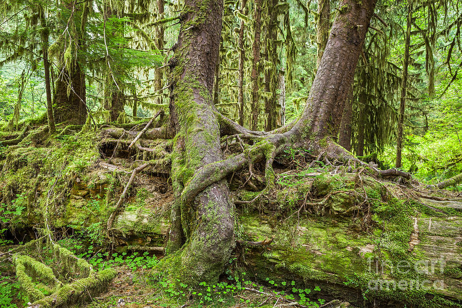 Nurse Tree in Olympic National Park Photograph by Bryan Mullennix