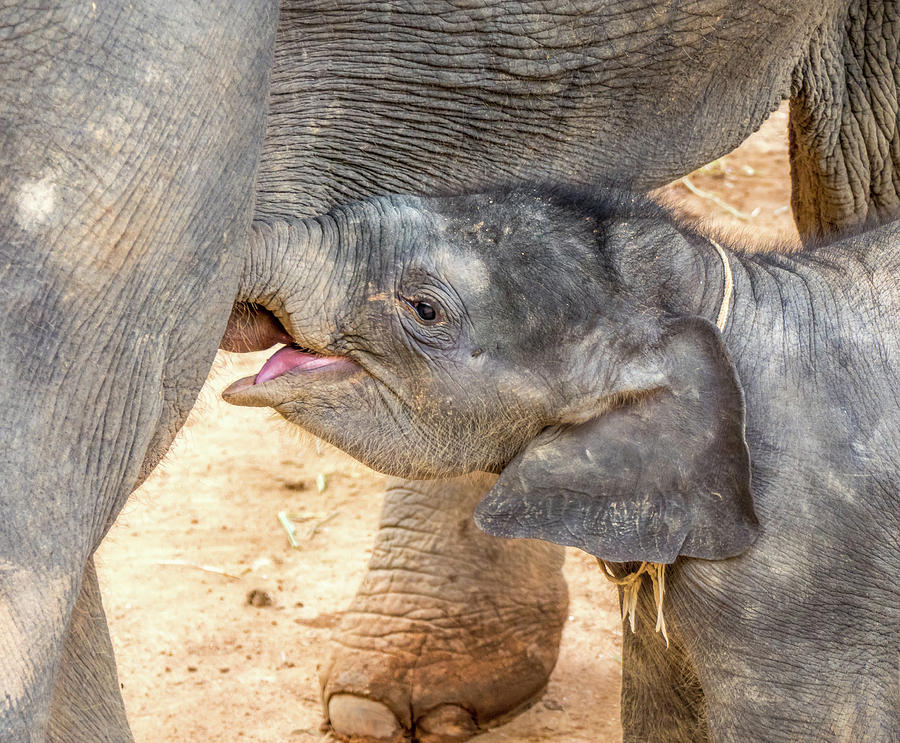 elephant breastfeeding pillow