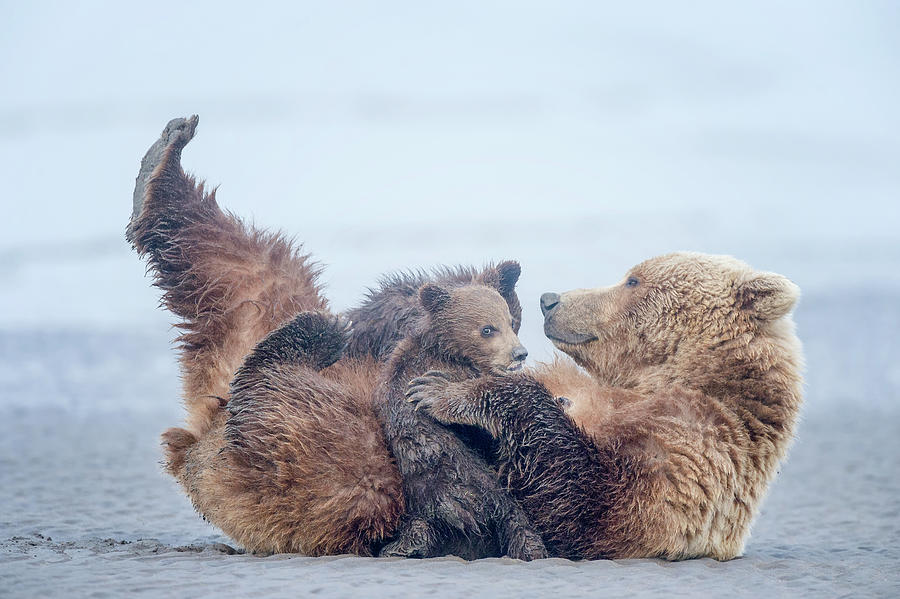 Nursing Bear Photograph by Cheryl J Schneider - Fine Art America