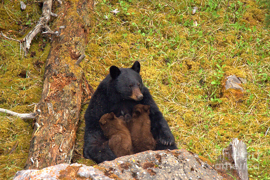 Nursing Black Bear Sow Photograph by Adam Jewell