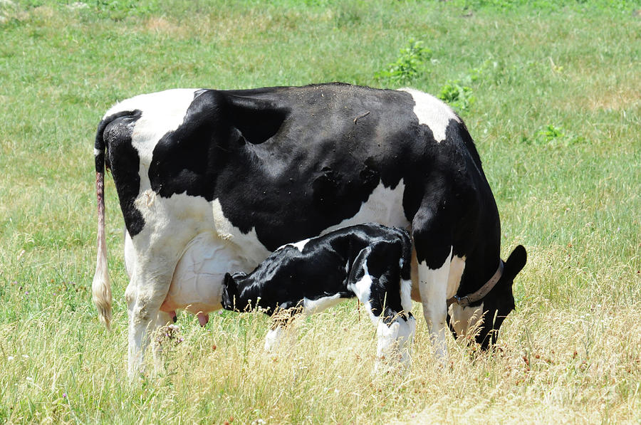 Nursing Calf Photograph by Lana Raffensperger | Fine Art America