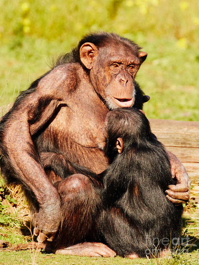 Wildlife Photograph - Nursing chimp by Nick  Biemans