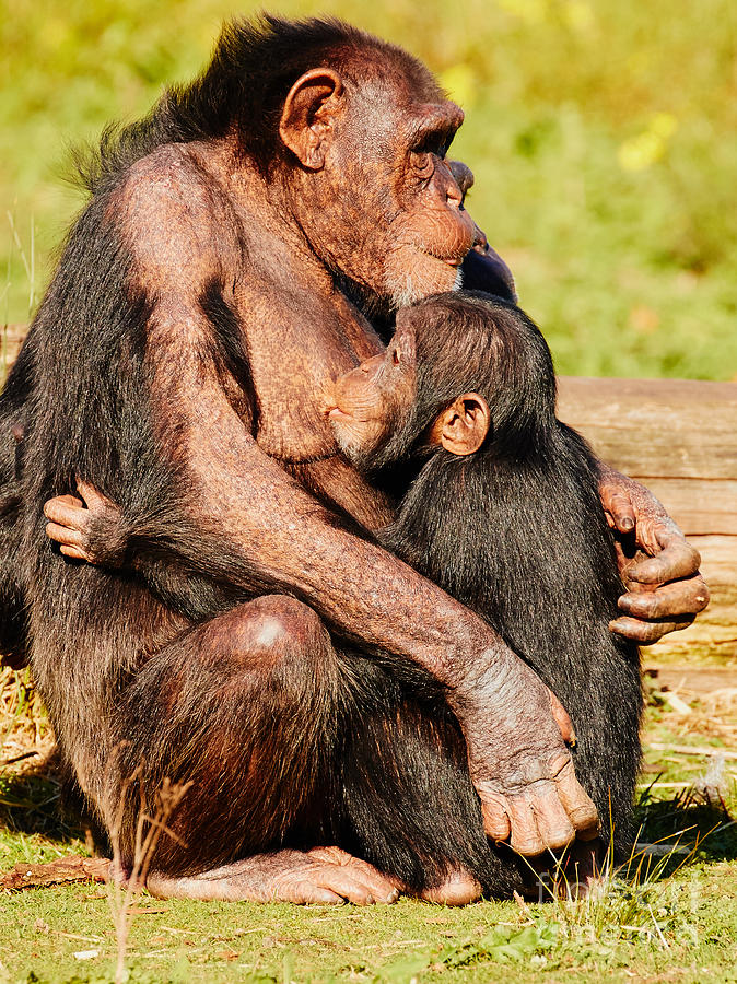 Wildlife Photograph - Nursing chimpanzee by Nick  Biemans