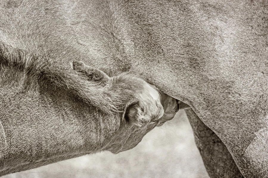 Nursing Foal Photograph by Jennie Marie Schell