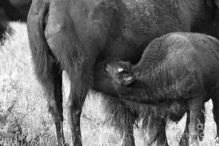 Nursing In Yellowstone Black And White Photograph by Adam Jewell