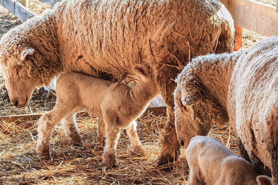 Nursing lambs Photograph by Joni Eskridge
