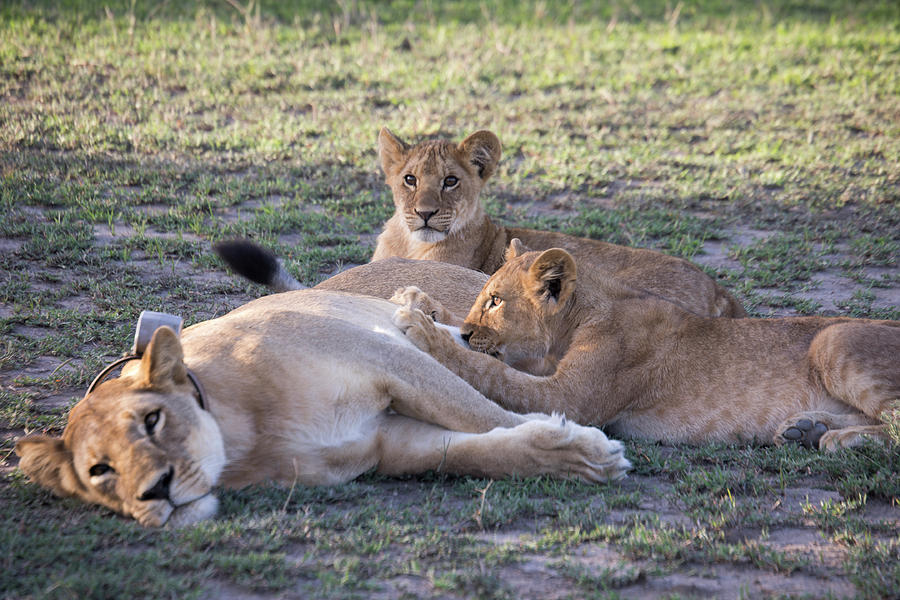 Nursing lion cub, Serengeti, Tanzania Photograph by Karen Foley