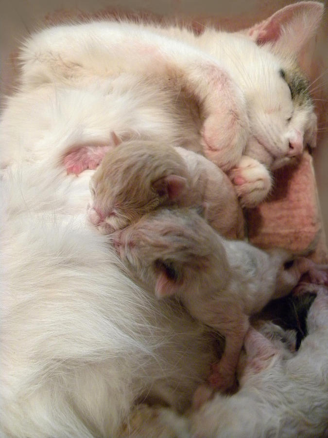 Mama Cat Nursing New Babies Photograph by Sheri Lauren