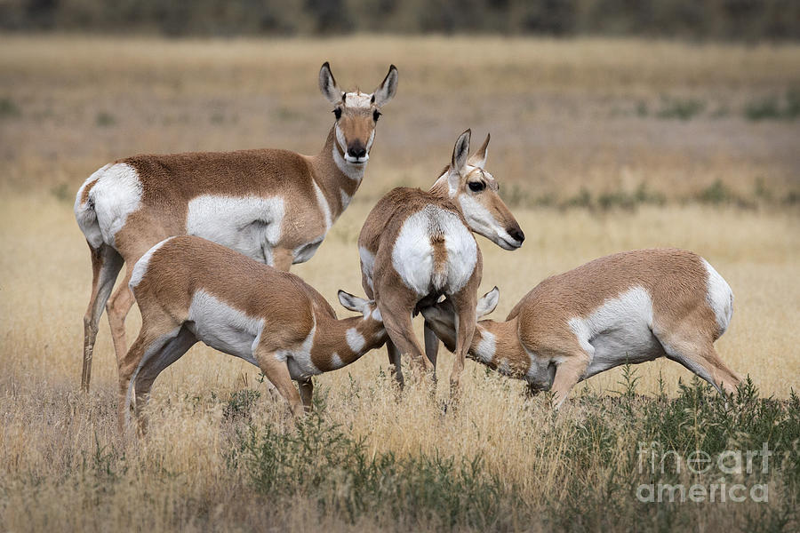 Yellowstone National Park Photograph - Nursing Pronghorn by Jerry Fornarotto