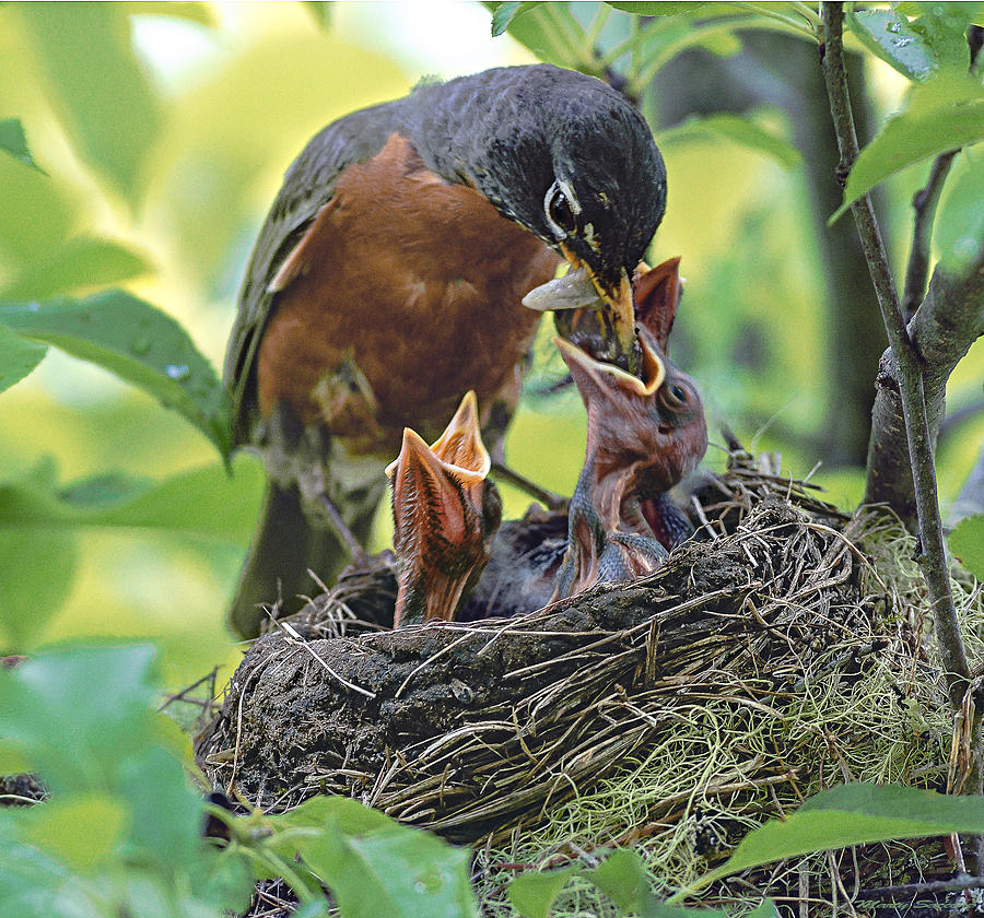 Nurturing The Little Ones Photograph by Marty Saccone