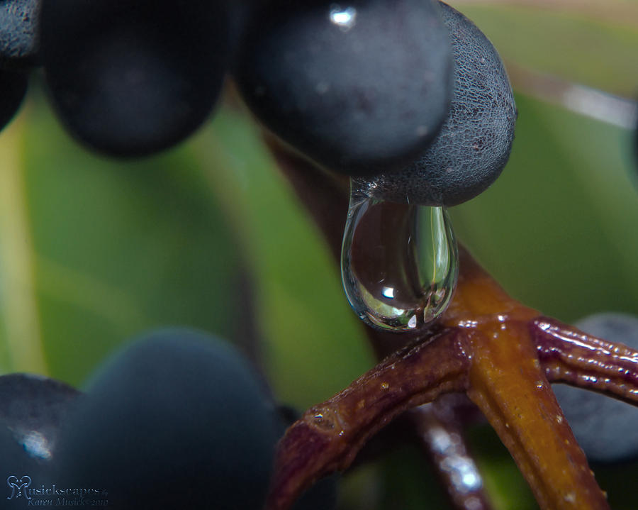 Nurturing Water Drop Photograph by Karen Musick