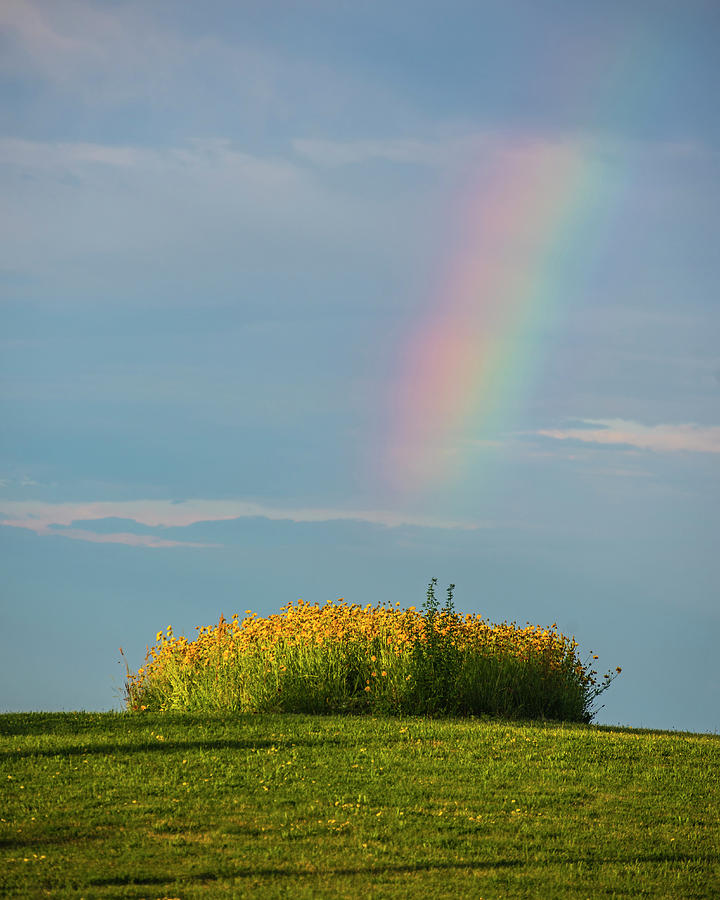 Nut Island Rainbow Quincy MA Yellow Flowers Photograph by Toby McGuire