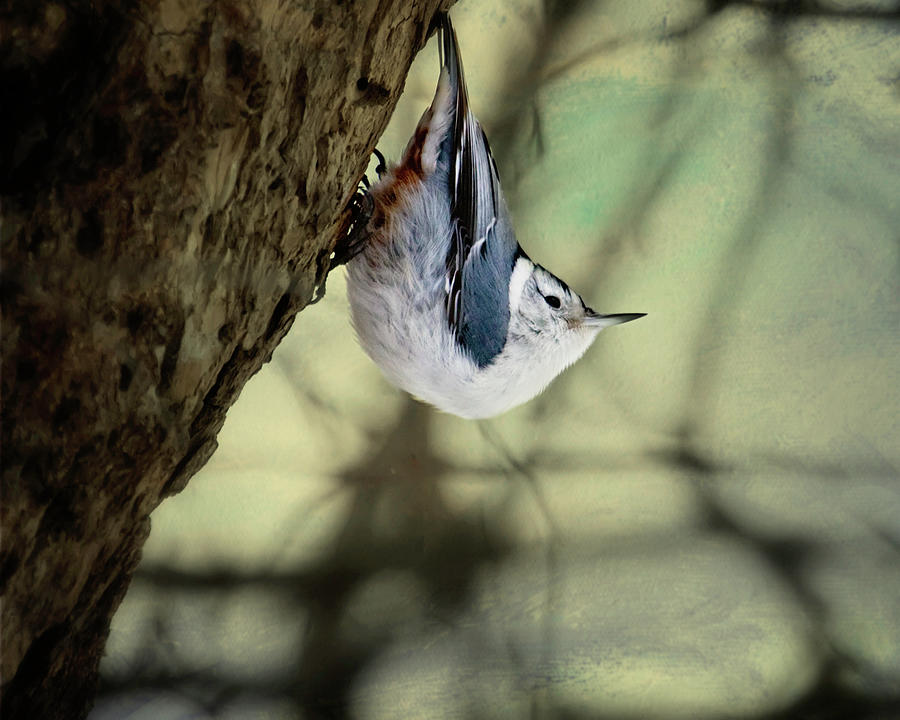 Nuthatch   Photograph by Al  Mueller