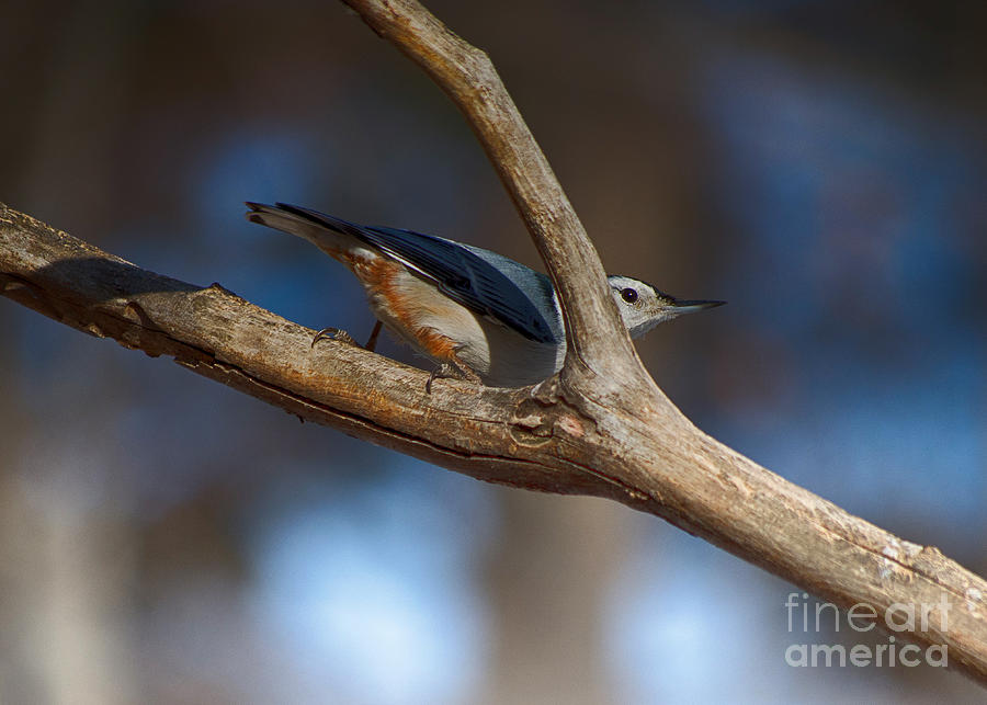 Nuthatch 1 Photograph by Mim White