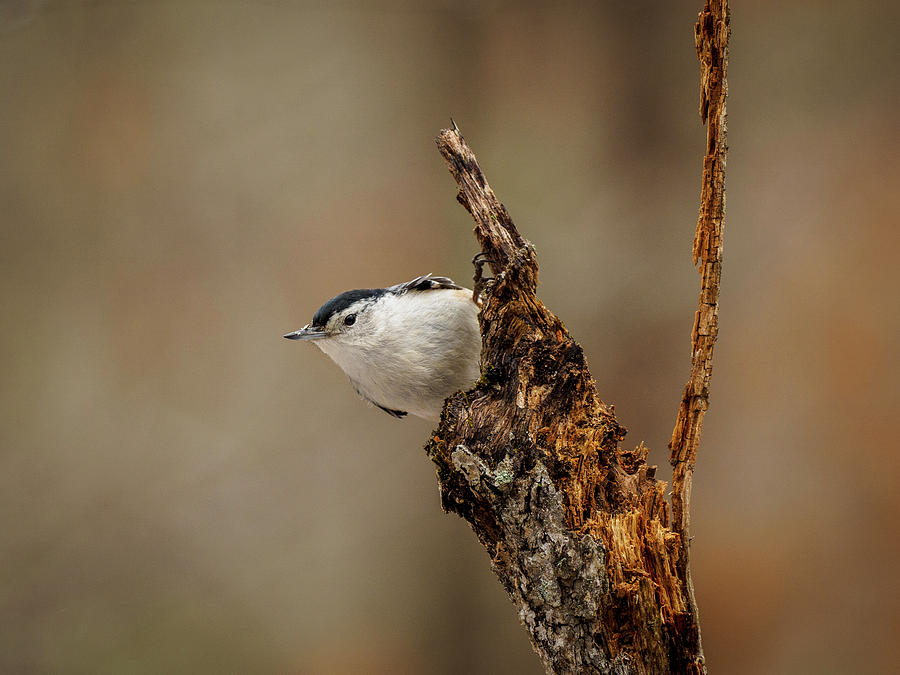 Nuthatch 2 by Timothy Harris Nuthatch 2 by Timothy Harris