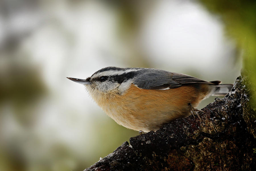 Nuthatch  365-291 Photograph by Inge Riis McDonald