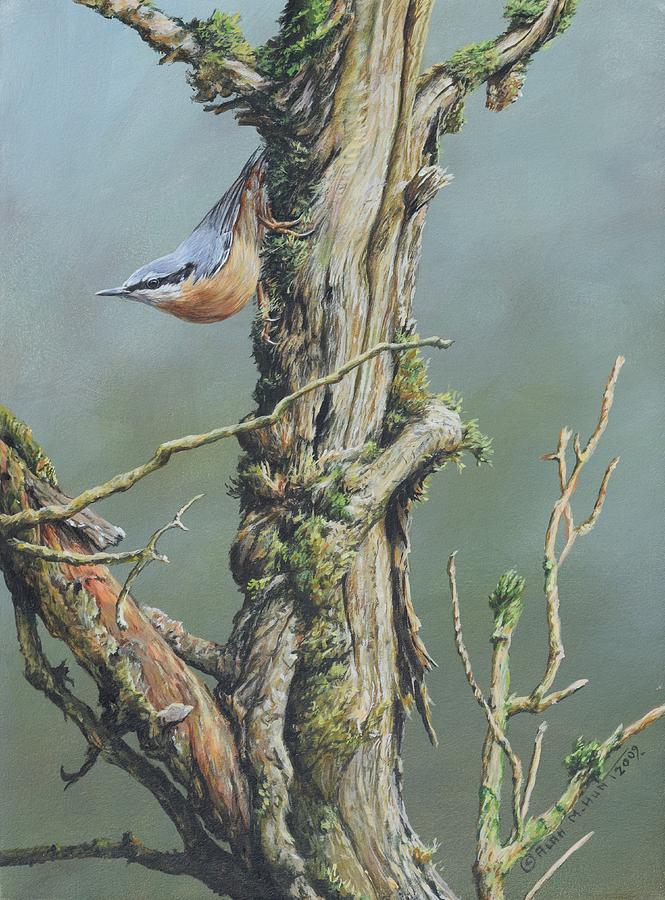 Nuthatch Painting by Alan M Hunt