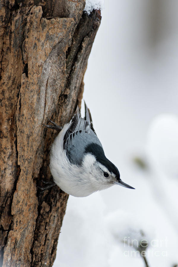 Spring Photograph - Nuthatch and Spring Snow - D010349 by Daniel Dempster