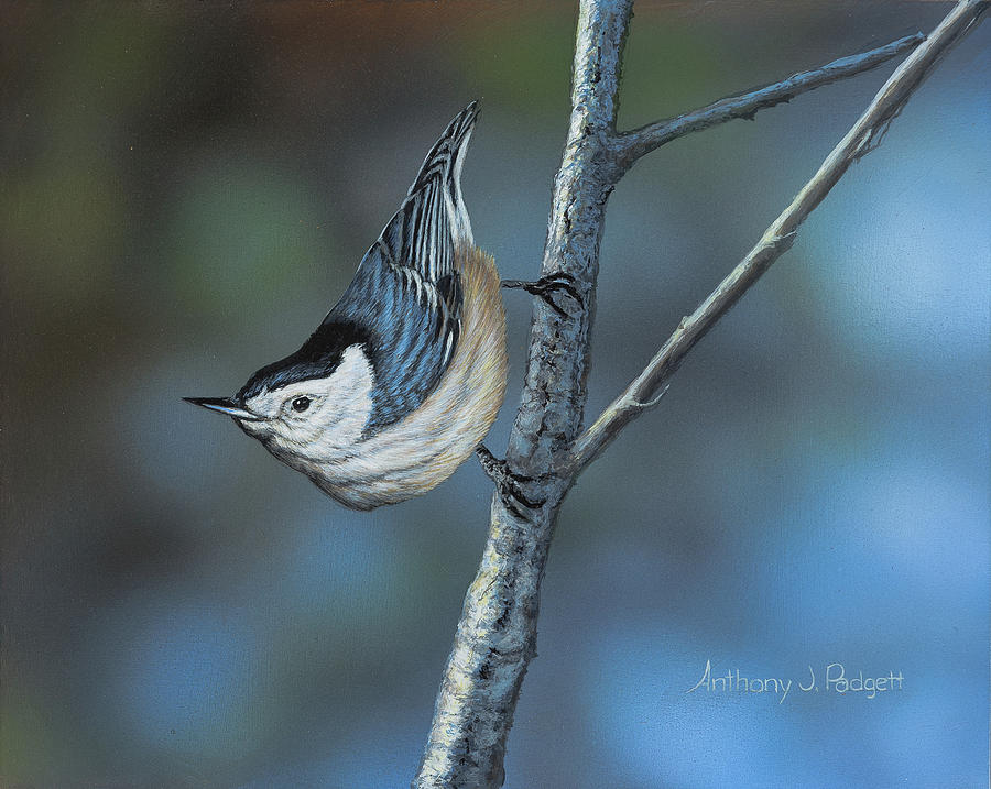 Nuthatch Painting by Anthony J Padgett