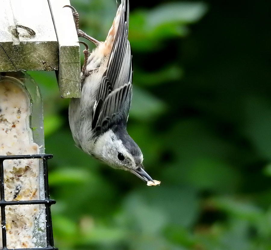 Nuthatch Photograph by Betty-Anne McDonald