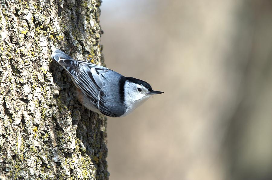 Nuthatch Photograph by Bonfire Photography - Fine Art America