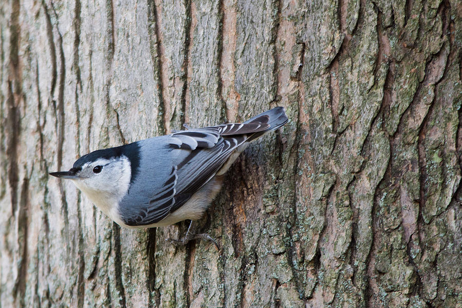 Nuthatch Photograph by Deborah Ritch