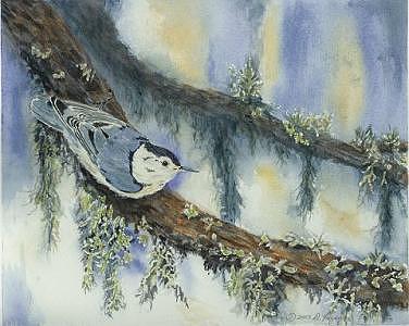 Nuthatch Painting - Nuthatch by Dolores Fegan Nuthatch Painting - Nuthatch by Dolores Fegan