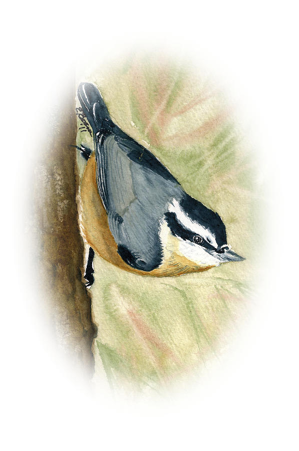 Nuthatch Down Painting by Elise Boam