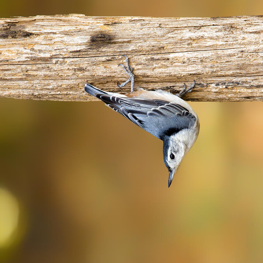 Nature Photograph - Nuthatch Dropdown by Bill and Linda Tiepelman