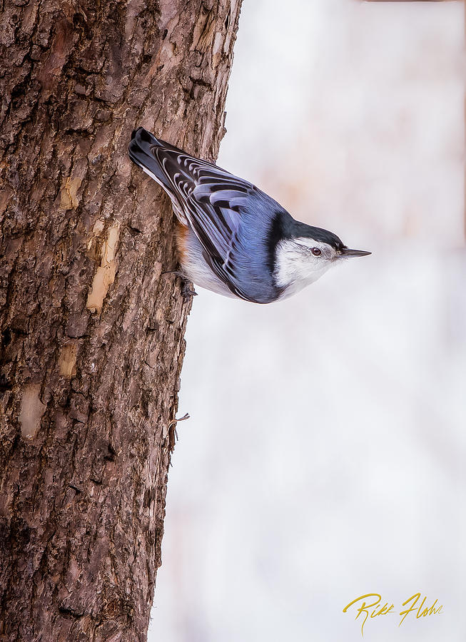 Animal Photograph - Nuthatch Hanging by Rikk Flohr