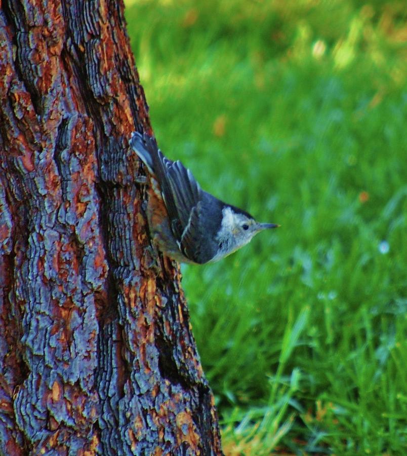 Nuthatch Photograph by Helen Carson