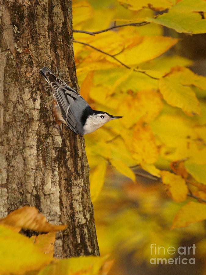 Nuthatch In Autumn Photograph by Dorothy Lee