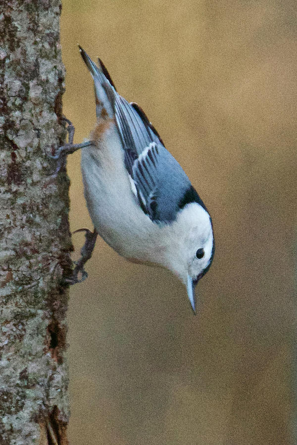 Nuthatch in Profile Photograph by Michael Peychich