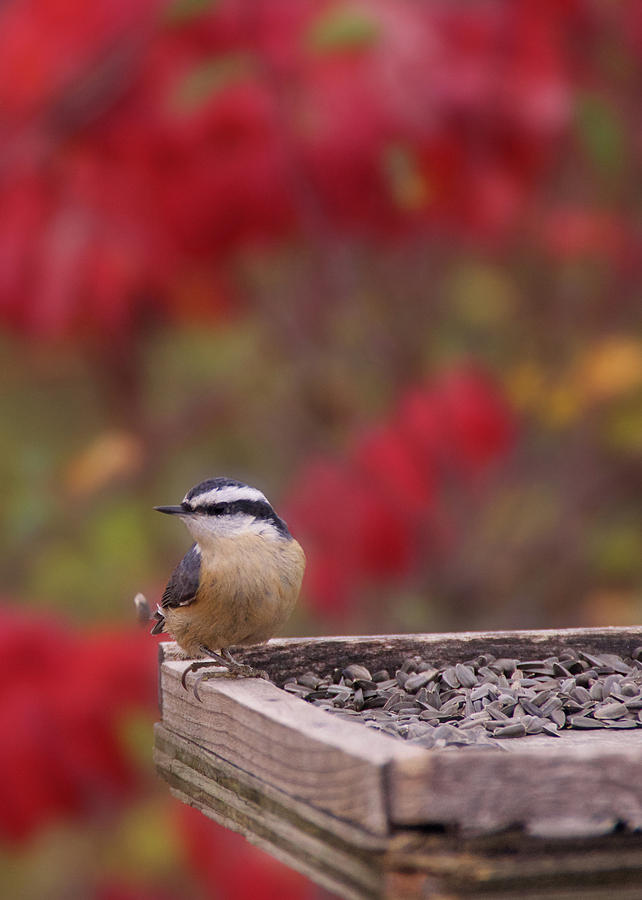Nuthatch in the Fall Photograph by Rebekah Zivicki