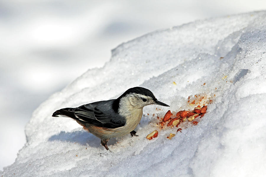 Nuthatch In The Snow Photograph by Debbie Oppermann