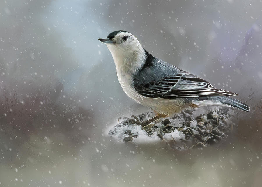 Nuthatch in Winter Photograph by Cathy Kovarik