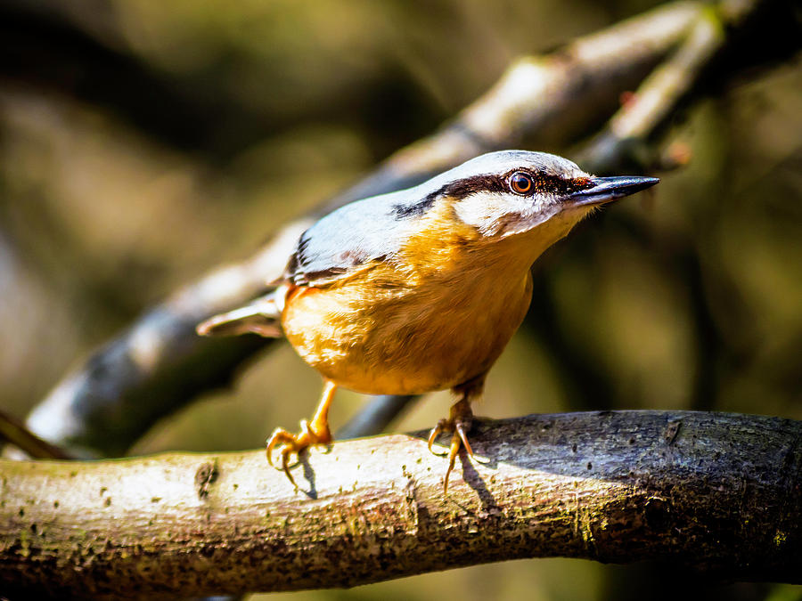 Nuthatch Intense Photograph by Nick Bywater
