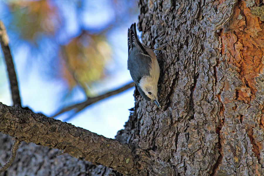Nuthatch Maneuver  Photograph by Alana Thrower