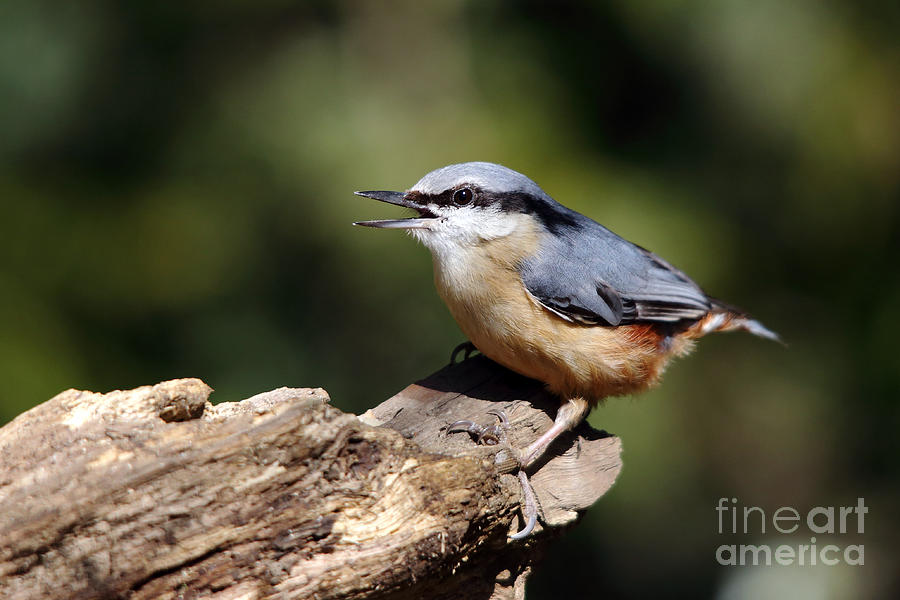 Nuthatch Photograph by Maria Gaellman