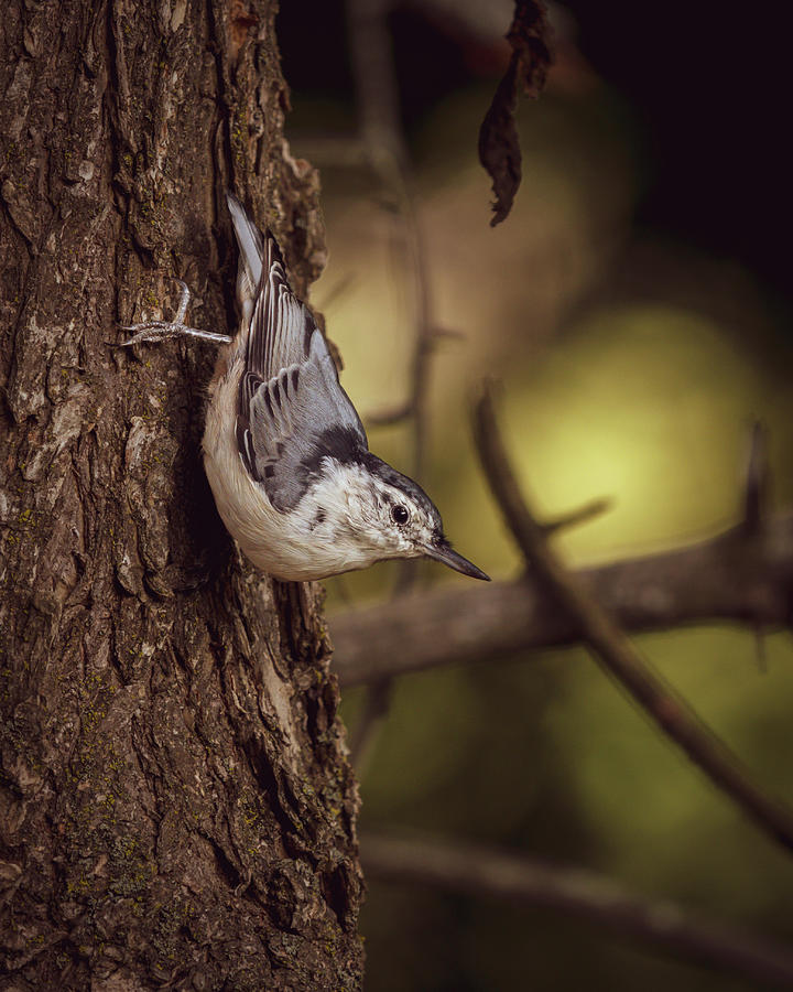 Bird Photograph - Nuthatch Morning by Bob Orsillo