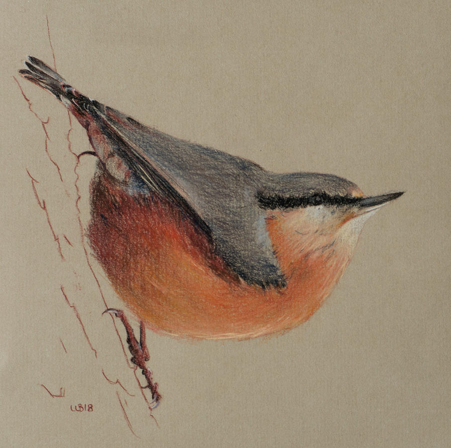 Feather Drawing - Nuthatch Native British Bird by Wendy Booth