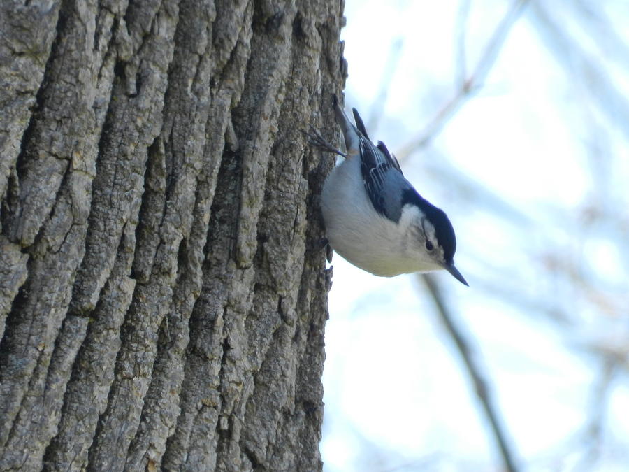 Nuthatch on old tree. Photograph by Joan Gal-Peck - Fine Art America