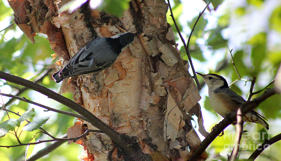 Nuthatch Pair Photograph