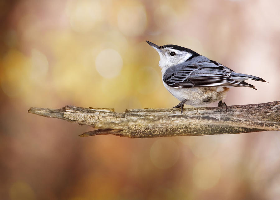 Nature Photograph - Nuthatch Pastel Bokeh by Bill and Linda Tiepelman