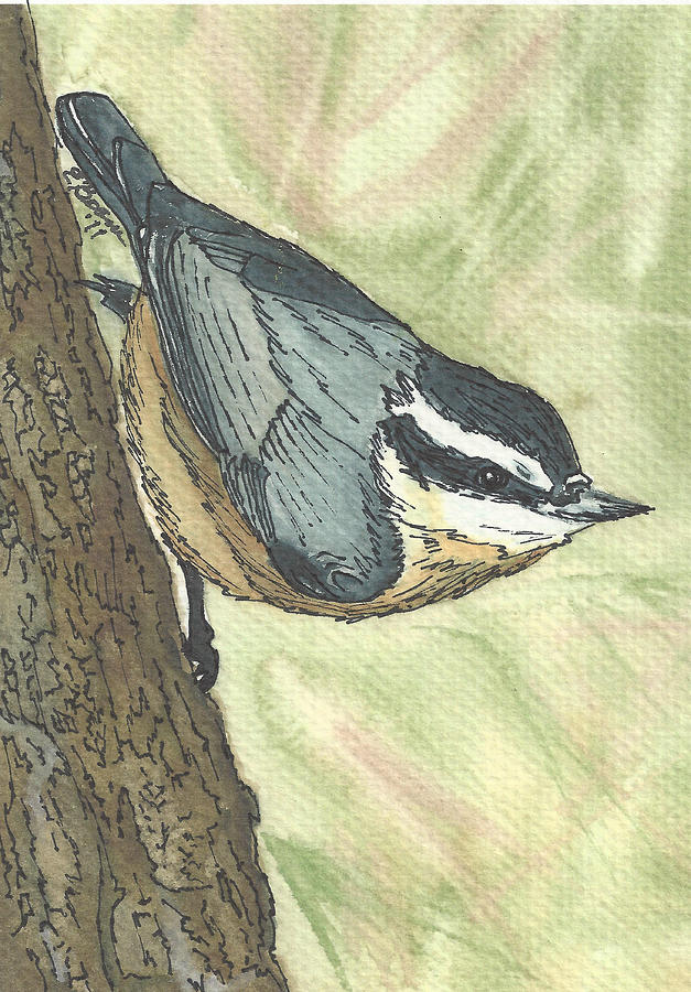 Nuthatch Pen and Ink Painting by Elise Boam