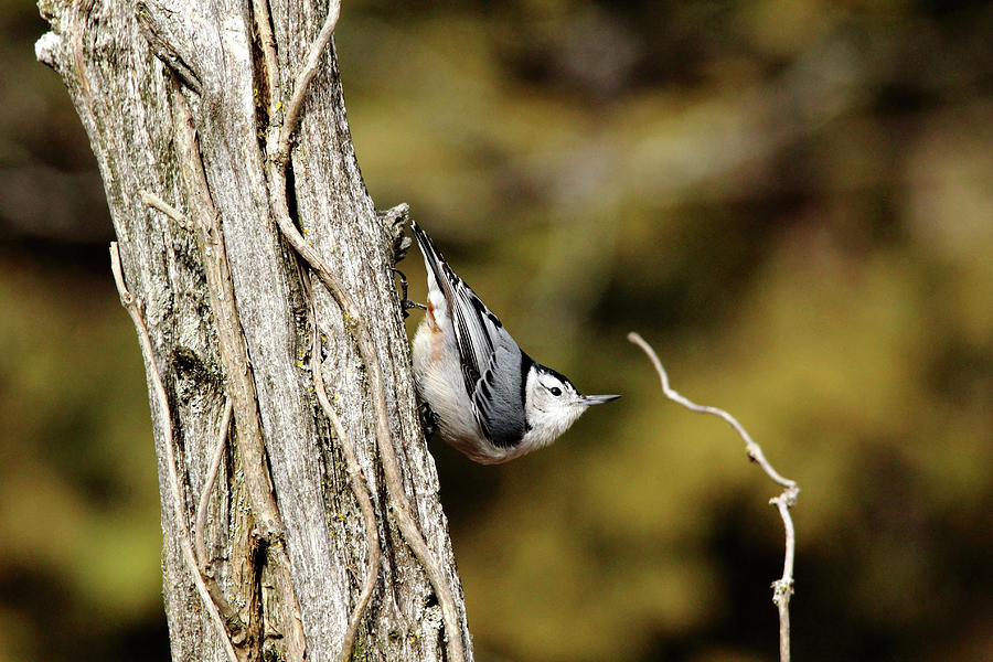 Nuthatch Pose Photograph by Debbie Oppermann