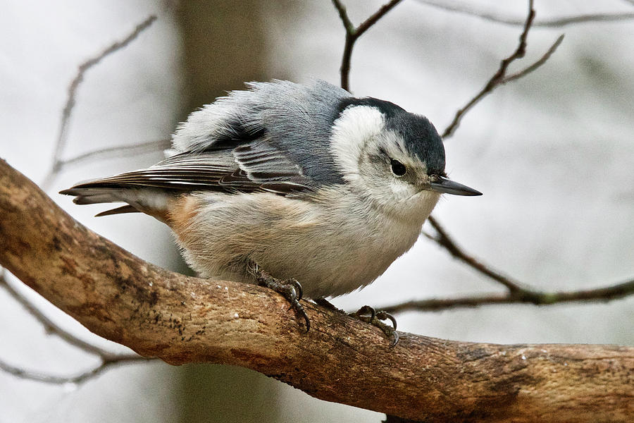 Nuthatch Puff Ball 8699 Photograph by Michael Peychich