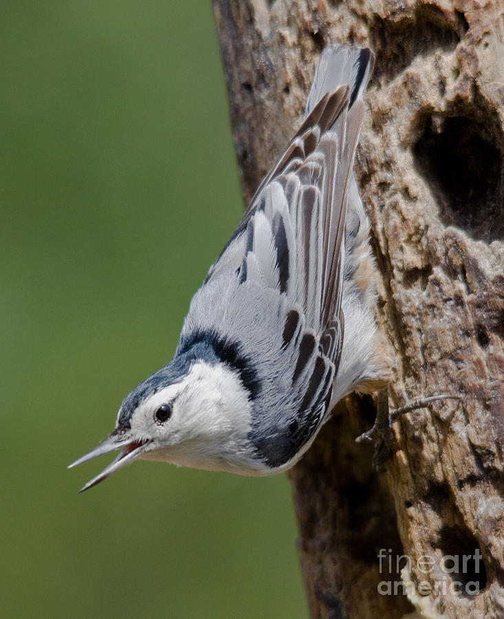 Nuthatch Photograph
